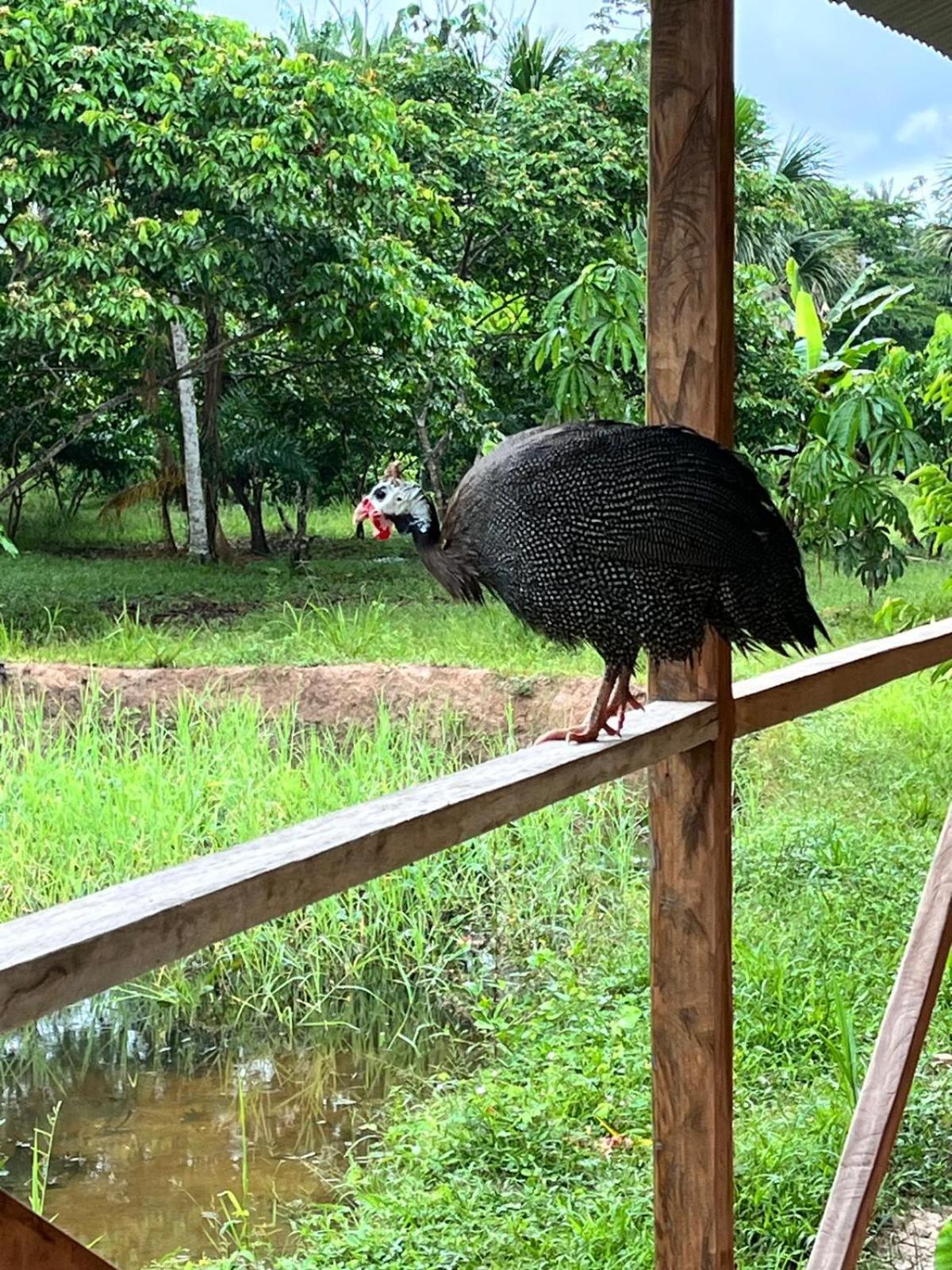 Purachata Ecolodge Iquitos Esterno foto