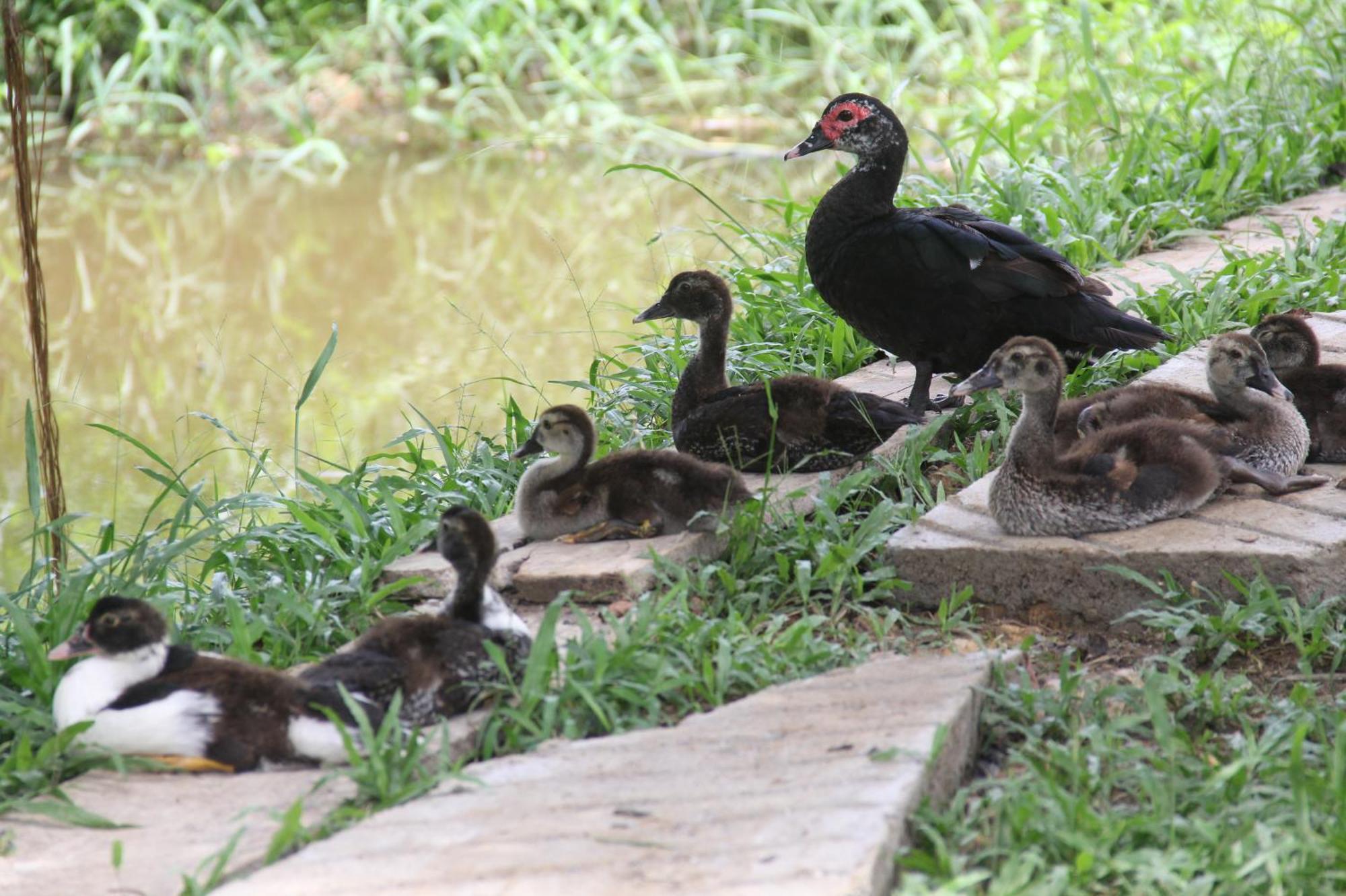 Purachata Ecolodge Iquitos Esterno foto